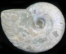 Silver Iridescent Ammonite - Madagascar #29921-1